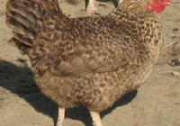 grey hen photo 19