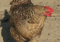 grey hen photo 20