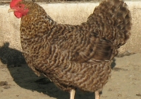 grey hen photo 21
