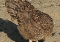 grey hen photo 22