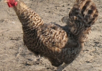 grey hen photo 24