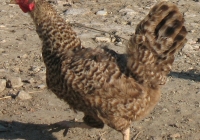 grey hen photo 25