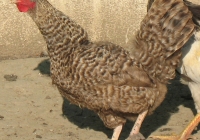 grey hen photo 26