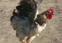 rooster photo 01