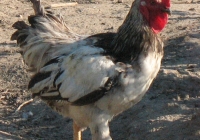 rooster photo 02