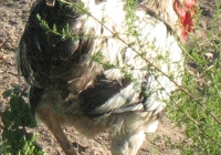 rooster photo 03