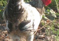 rooster photo 05
