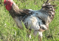 rooster photo 06