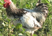 rooster photo 07