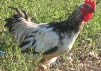 rooster photo 08