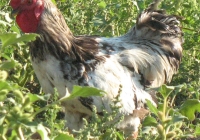 rooster photo 09
