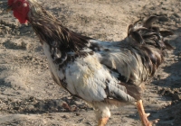 rooster photo 10