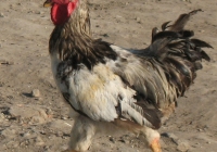 rooster photo 11