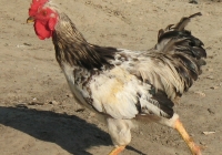 rooster photo 12