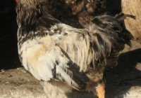 rooster photo 13