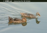 Free Duck Photo 1