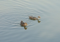 Free Duck Photo 2