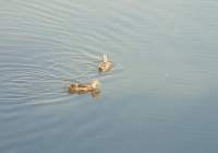 Free Duck Photo 3