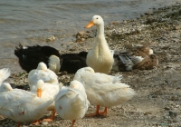 Free Duck Photo 7