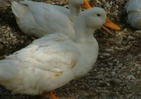 Free Duck Photo 8