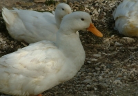 Free Duck Photo 9