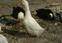 Free Duck Photo 10