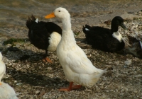 Free Duck Photo 11