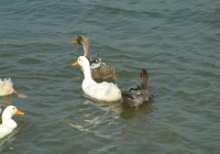 Free Duck Photo 13