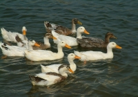 Free Duck Photo 15