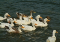 Free Duck Photo 16