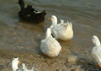 Free Duck Photo 17