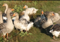 grey geese photo 01