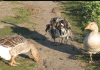 grey geese photo 02