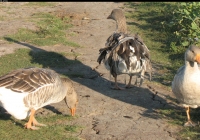 grey geese photo 03