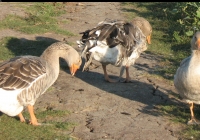 grey geese photo 04