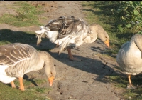 grey geese photo 05
