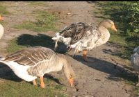 grey geese photo 06