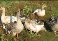 grey geese photo 07