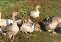 grey geese photo 08