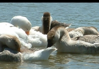 geese on water photo 01