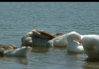 geese on water photo 02