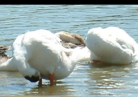geese on water photo 03