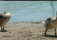 geese on water photo 04