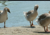 geese on water photo 05