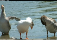 geese on water photo 06