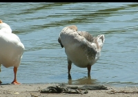 geese on water photo 07