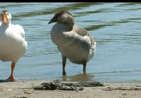 geese on water photo 08