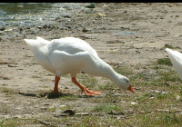 Goose on grass