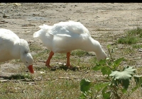 geese on grass photo 02