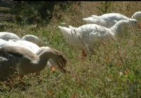 geese on grass photo 03